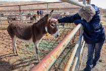 Tina Pelissier of Sutherlin, Ore. greets a burro during the Bureau of Land Management’s ...