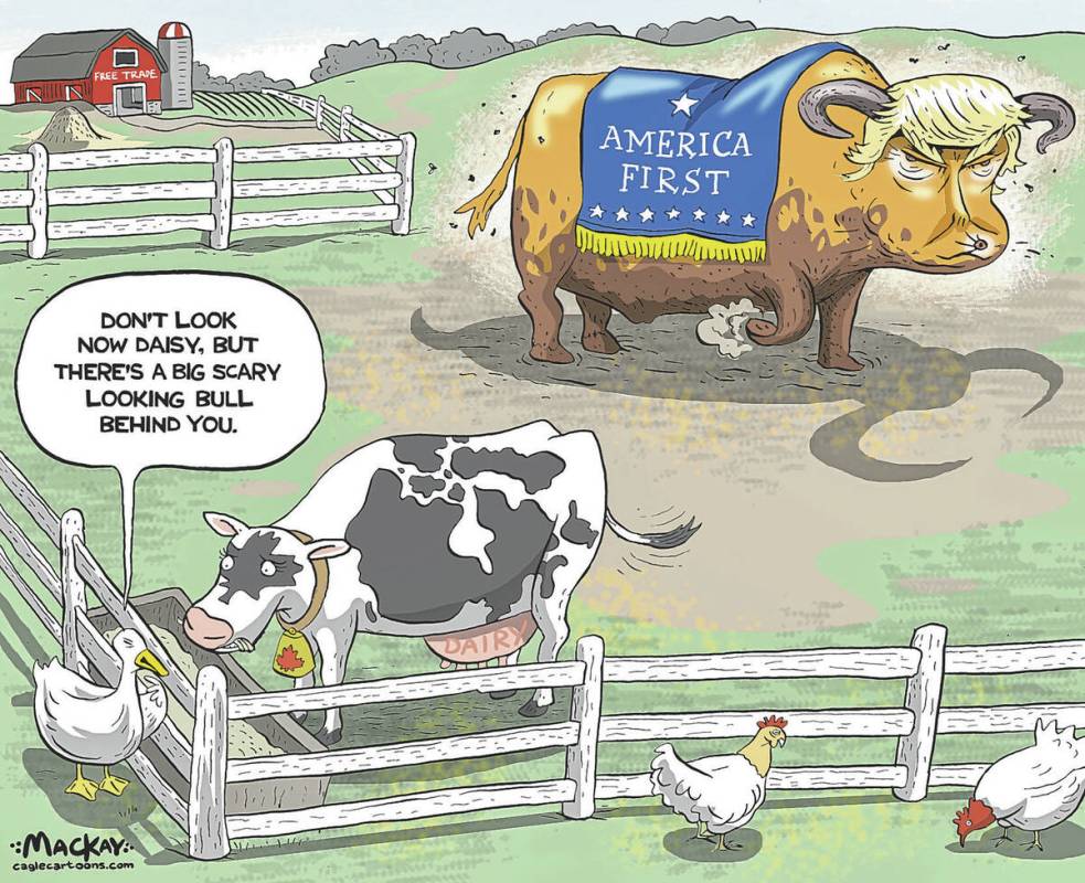 Editorial Cartoon by Graeme MacKay, Wednesday March 12, 2025 Canada's dairy exports to U.S. st ...
