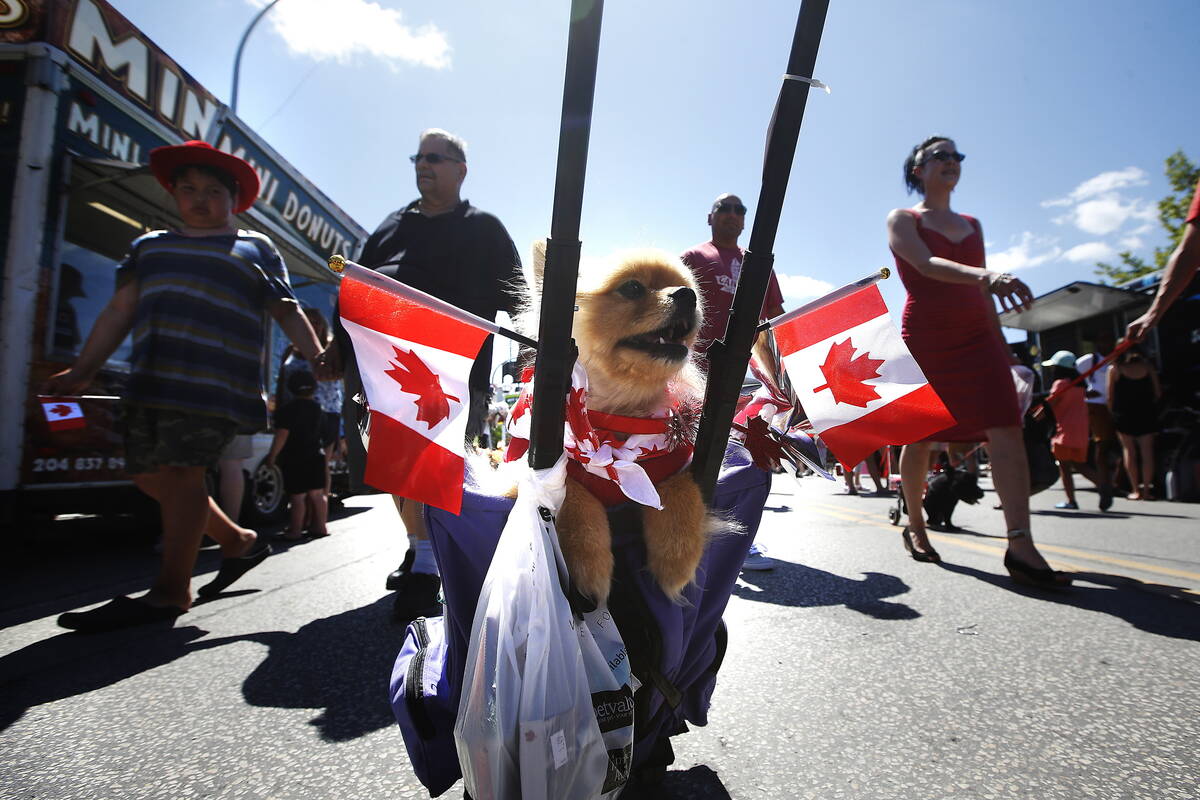 Coco flies her flags at The Great Canadian Patriotic Pet Parade in Winnipeg Osborne Village Can ...