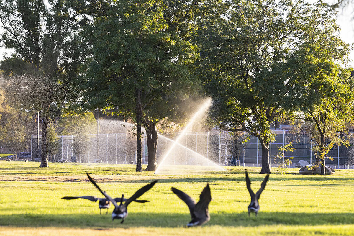 Geese are preparing to fly as sprinklers spray water on green space at Sunset Park, on Thursday ...