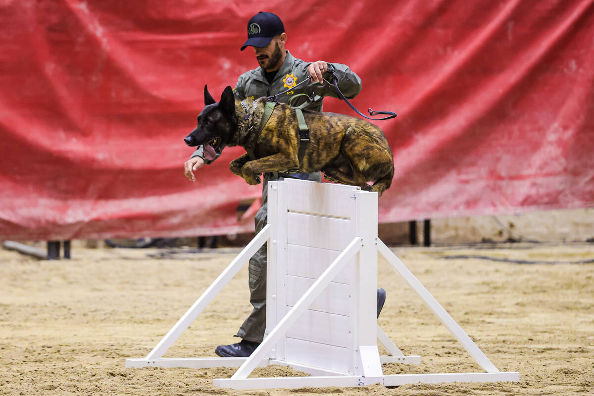 Raider, a metro K9, jumps over an obstacle during the annual LVMPD Police K-9 Trials Sunday at ...