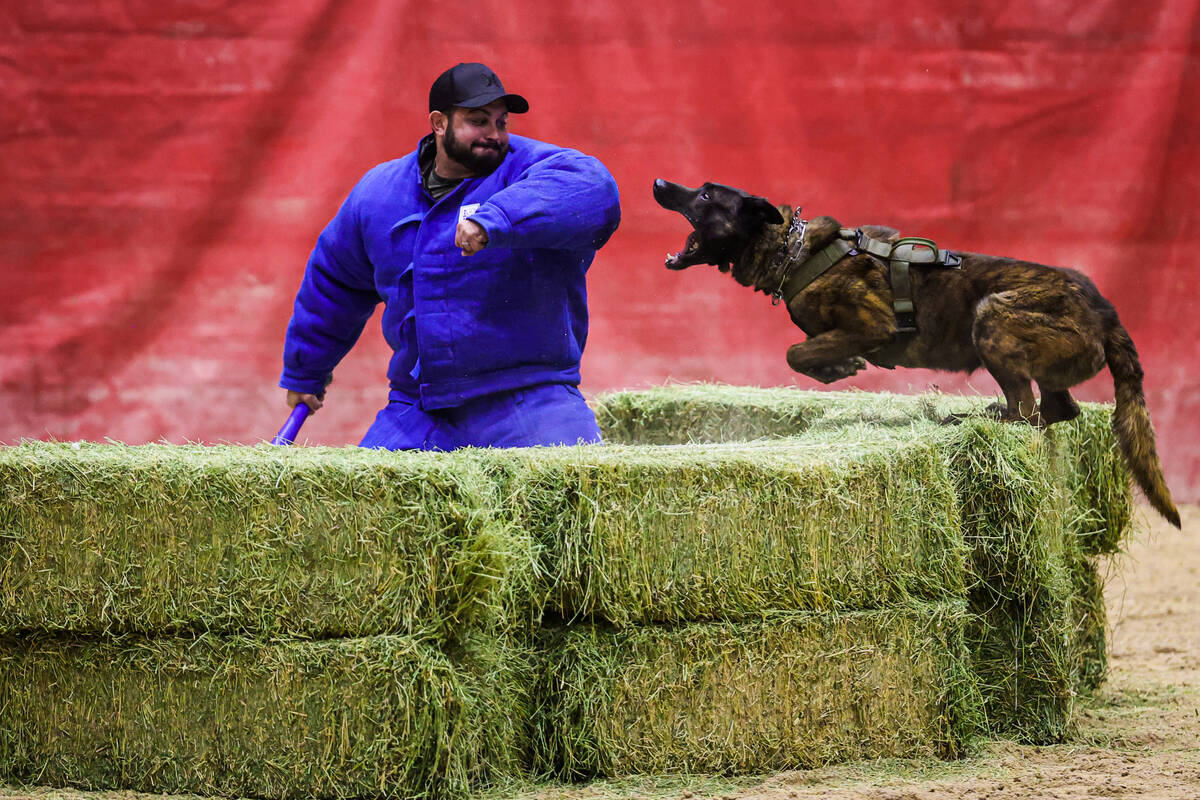 Raider, a metro K9, shows off his bite during the annual LVMPD Police K-9 Trials Sunday at Sout ...