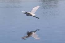 A white egret flies over the Henderson Bird Viewing Preserve's pond on Nov. 7, 2019. (Bizuayehu ...
