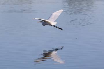 A white egret flies over the Henderson Bird Viewing Preserve's pond on Nov. 7, 2019. (Bizuayehu ...