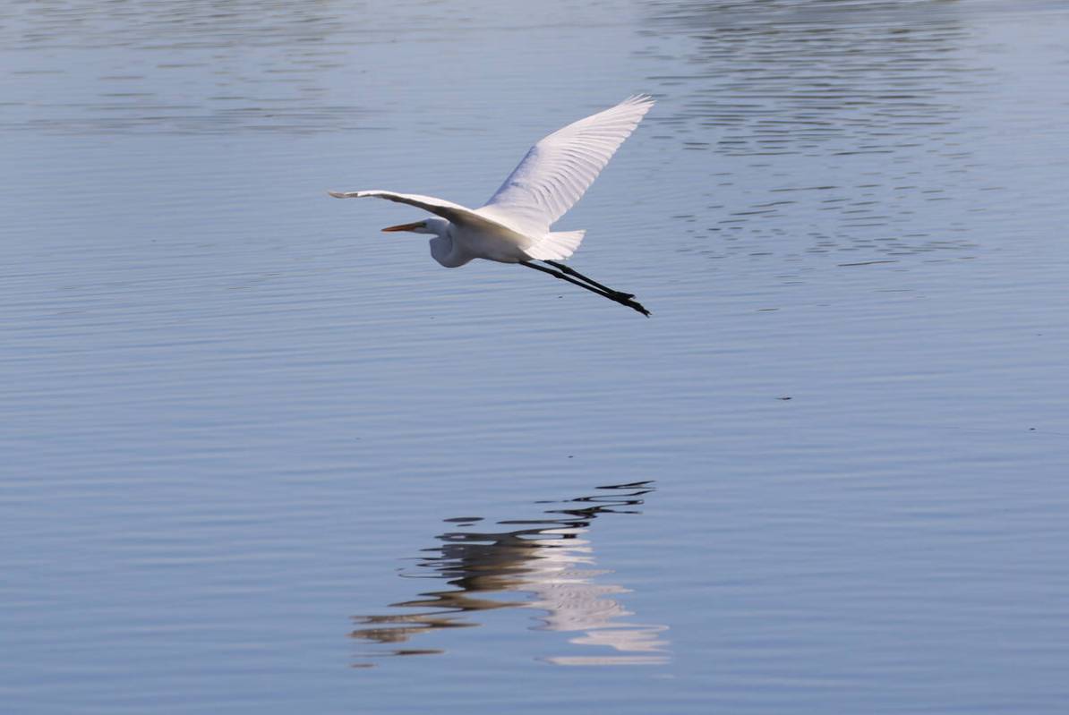 A white egret flies over the Henderson Bird Viewing Preserve's pond on Nov. 7, 2019. (Bizuayehu ...