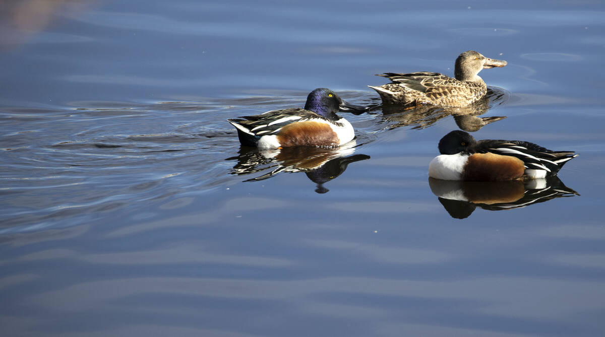 Northern shovelers swim at the Henderson Bird Viewing Preserve, on Dec. 30, 2020. (Bizuayehu Te ...