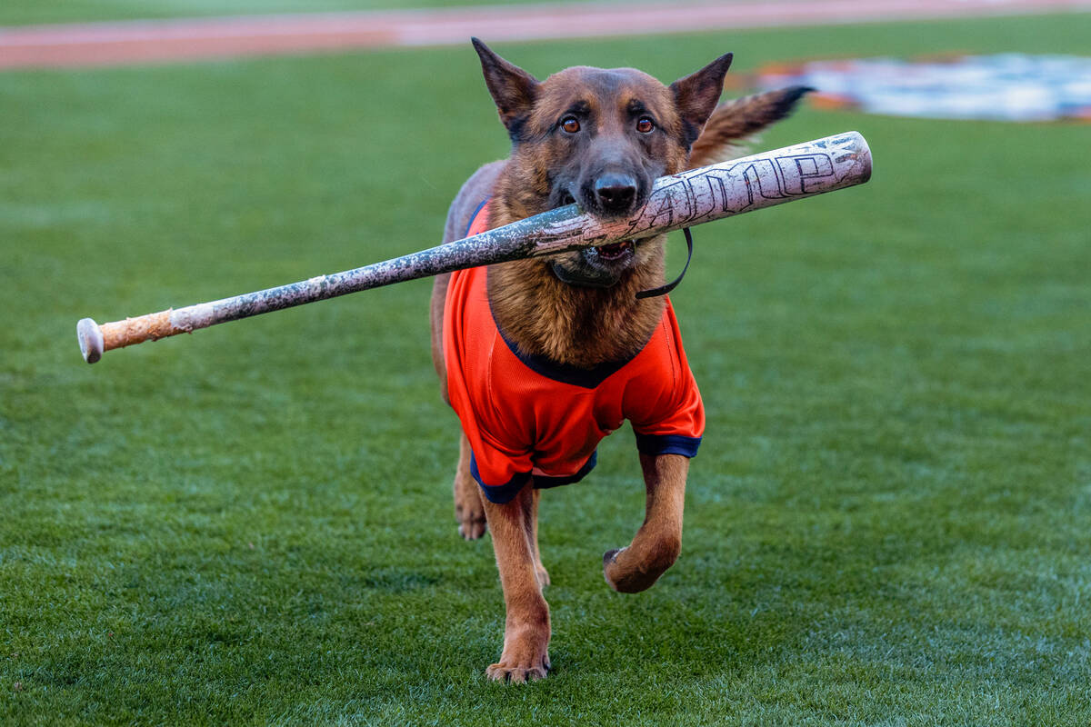 Ruin the bat dog carries a bat about the infield during opening day baseball game of the Aviato ...