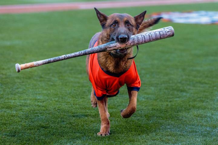 Ruin the bat dog carries a bat about the infield during opening day baseball game of the Aviato ...