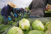 Workers harvest cabbage Wednesday, March 5, 2025, on a field less than ten miles from the borde ...