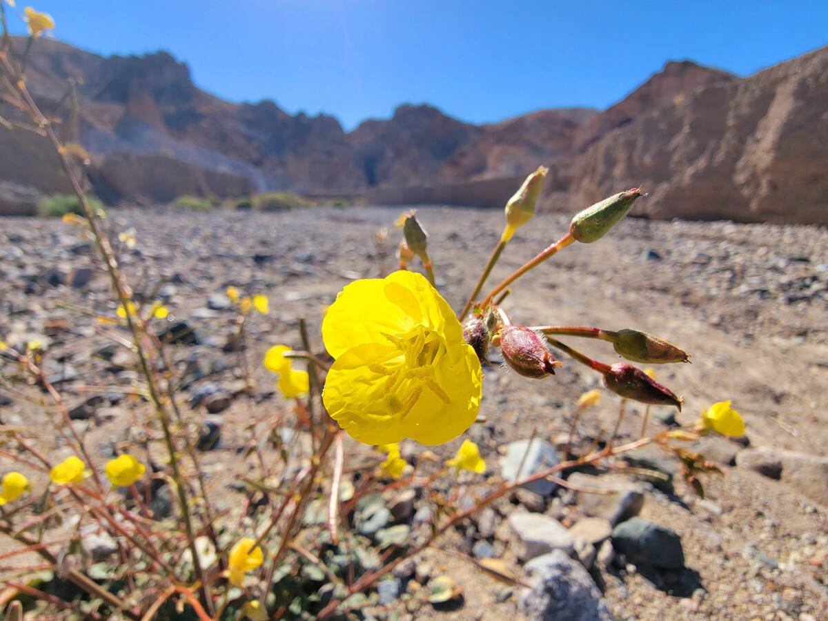 Golden evening primrose blooms in the wash leading to a slot canyon past the halfway point of a ...