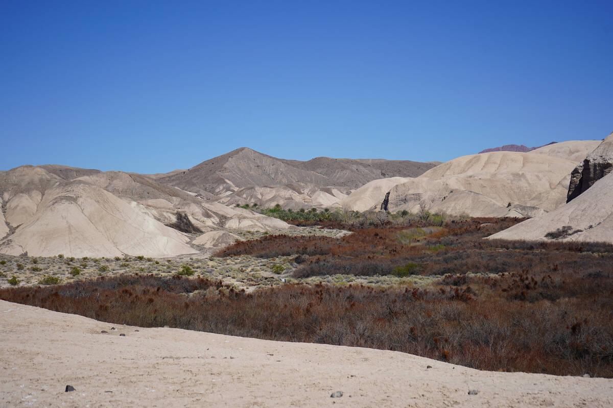 The green of China Ranch’s date palms can be seen up the canyon, where the China Ranch L ...
