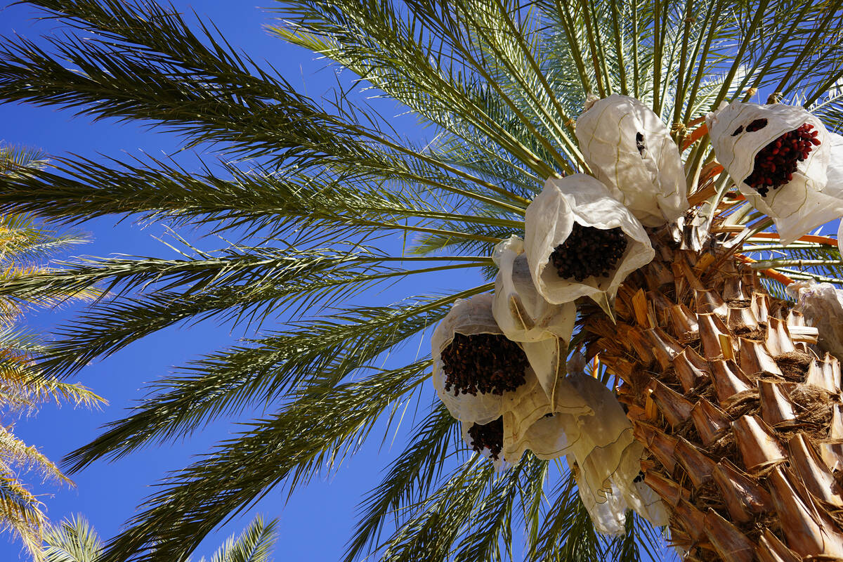 Dates ripen under covers protecting them from the elements and the birds. (Natalie Burt)