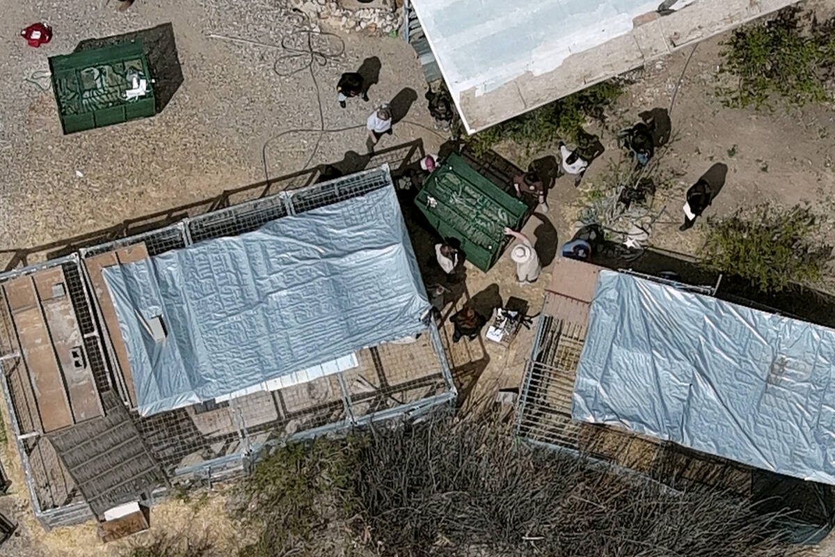 Law enforcement, animal control officers and others work to remove un-permitted tigers from a p ...
