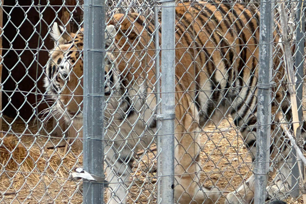 This is one of seven tigers seized Wednesday, April 2, 2025 in Pahrump. (Nye County Sheriff's O ...