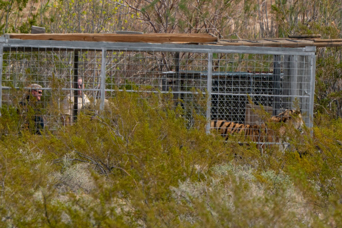 Un-permitted tigers are removed from a property in Pahrump Wednesday, April 2, 2025. (John Clau ...