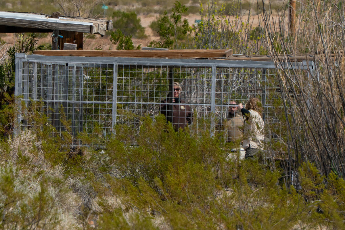 Un-permitted tigers are removed from a property in Pahrump Wednesday, April 2, 2025. (John Clau ...