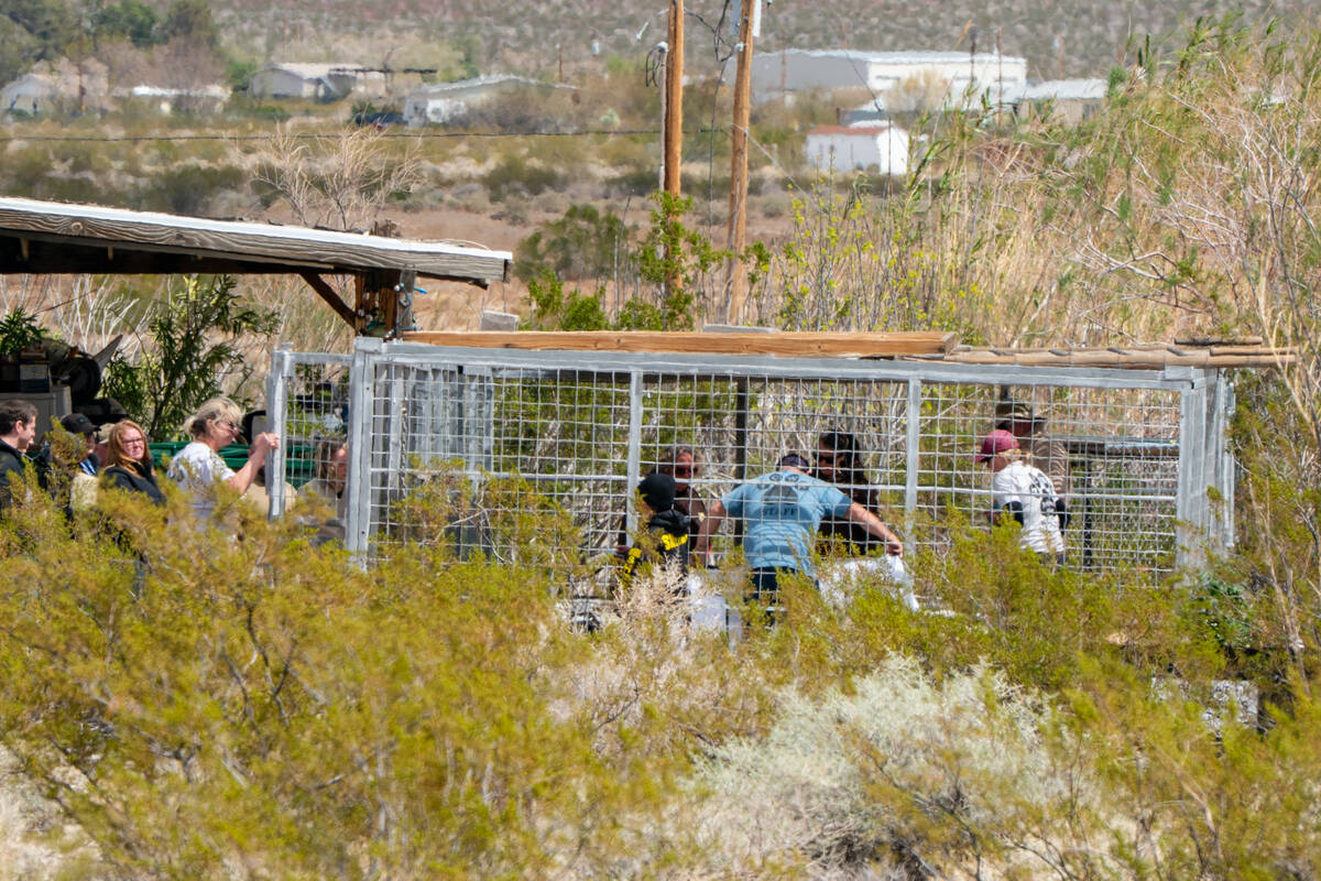 Un-permitted tigers are removed from a property in Pahrump Wednesday, April 2, 2025. (John Clau ...