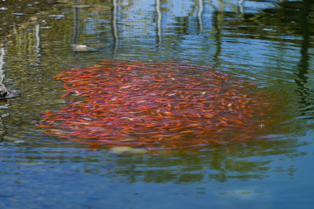 Goldfish swim in a pond in Cadence Central Park in Henderson Thursday, April 3, 2025. (Sam Morr ...