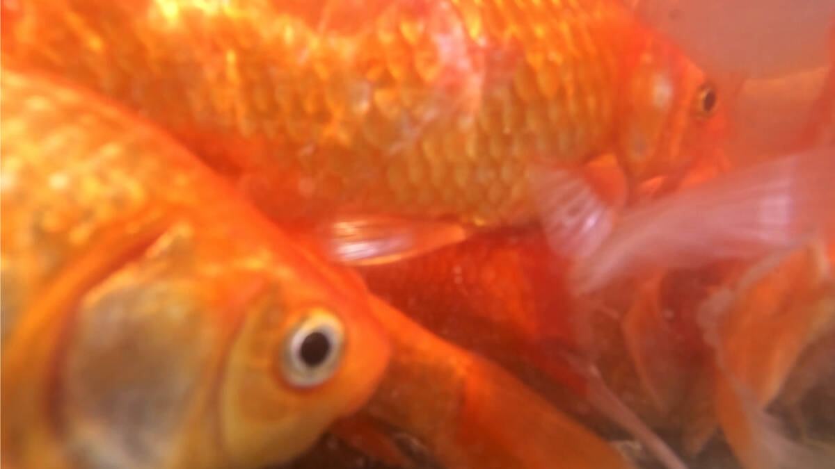 Goldfish swim in Cadence Central Park’s pond Thursday, April 3, 2025 in Henderson. (Sam ...