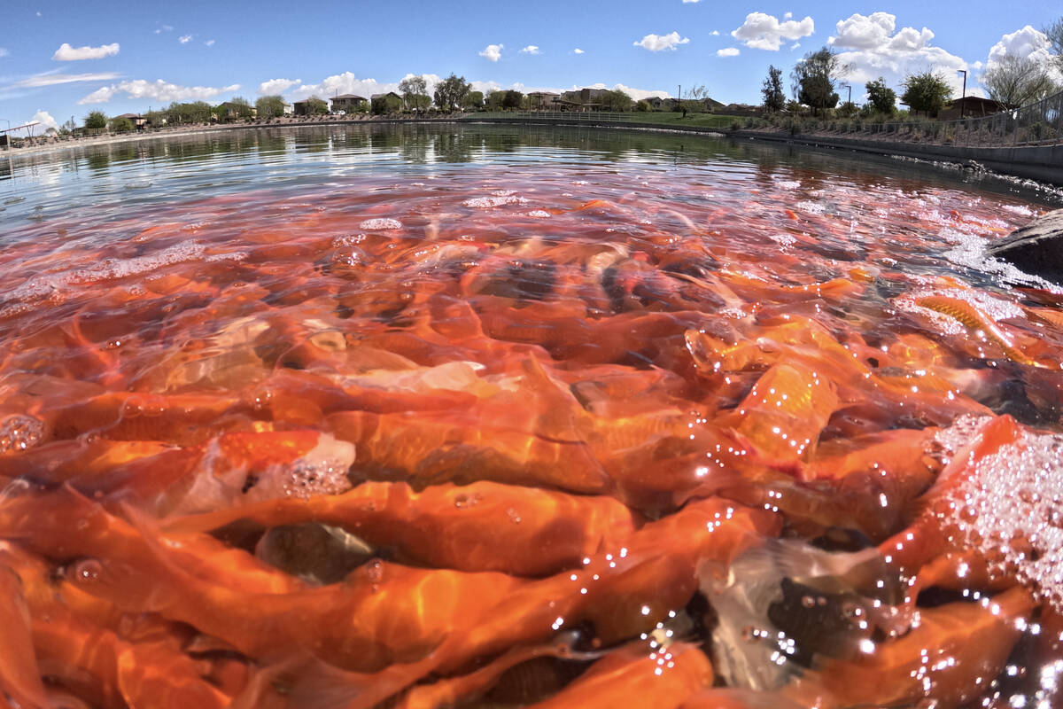 Goldfish swim in Cadence Central Park’s pond Thursday, April 3, 2025 in Henderson. (Sam ...