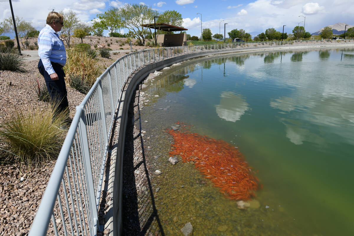 Steve Skjelstad watches goldfish swim in a pond in Cadence Central Park in Henderson Thursday, ...