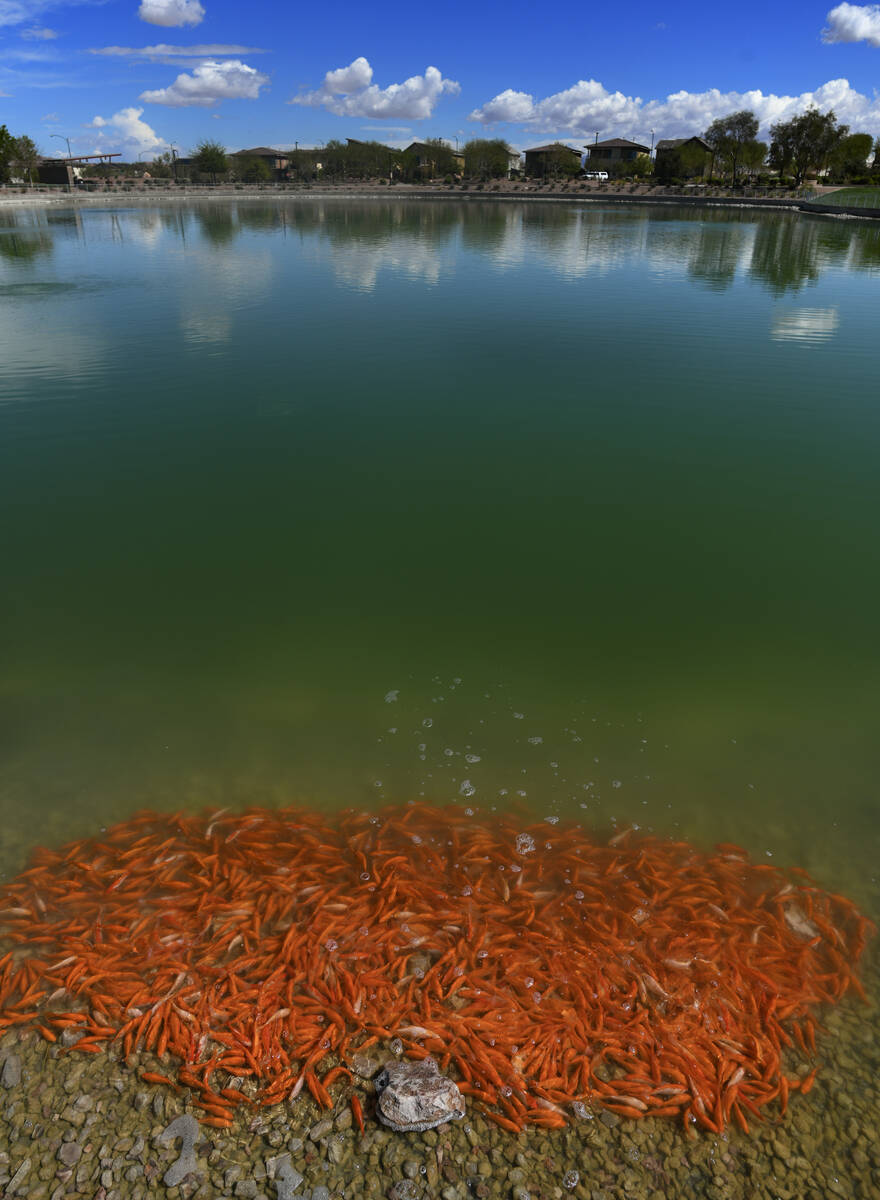 Goldfish swim in a pond in Cadence Central Park in Henderson Thursday, April 3, 2025. (Sam Morr ...