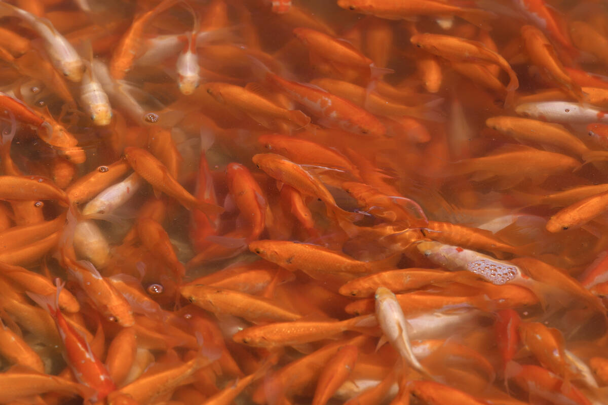 Goldfish swim in Cadence Central Park’s pond Thursday, April 3, 2025 in Henderson. (Sam ...