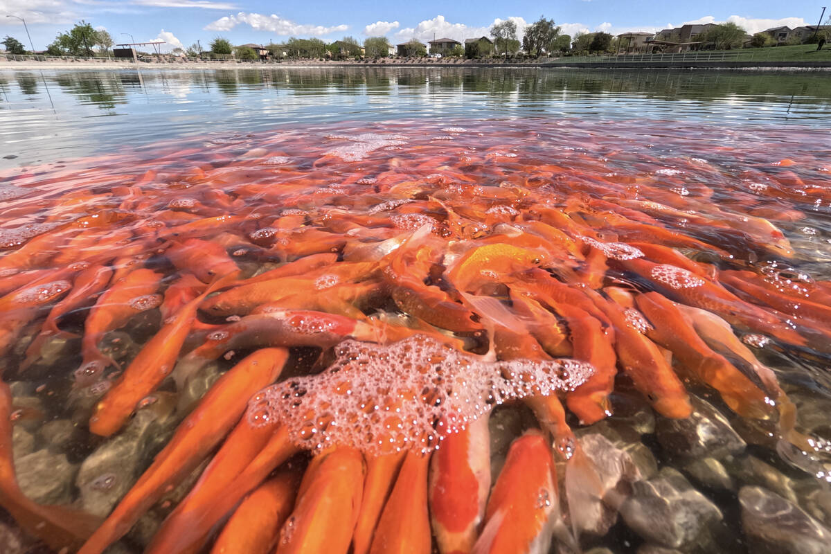 Goldfish swim in Cadence Central Park’s pond Thursday, April 3, 2025, in Henderson. (Sam Morr ...