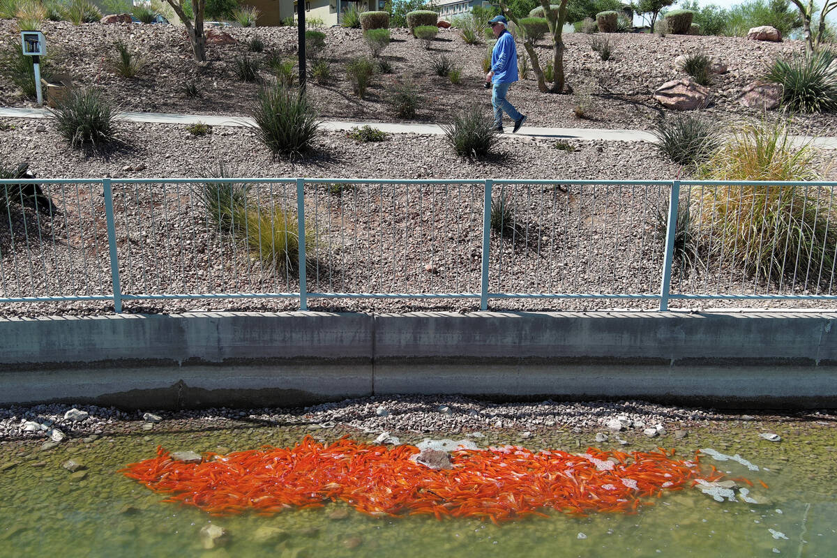 Bob Arter walks past a school of goldfish in Cadence Central Park’s pond Thursday, April 3, 2 ...