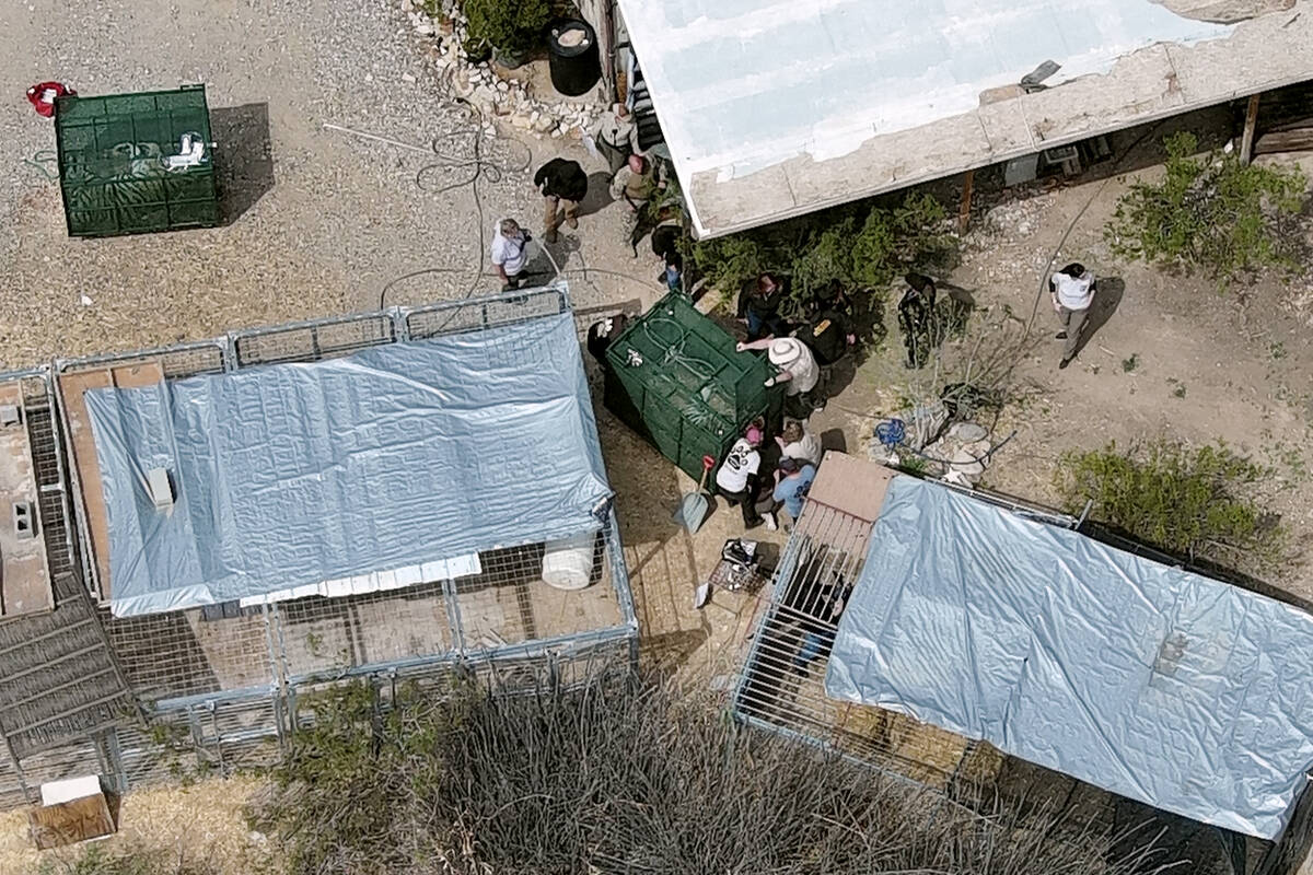 Law enforcement, animal control officers and others work to remove un-permitted tigers from a p ...