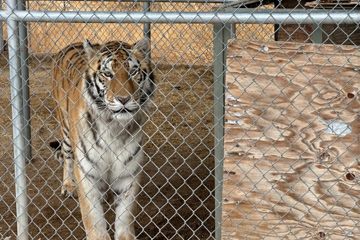 This is one of seven tigers seized Wednesday, April 2, 2025 in Pahrump. (Nye County Sheriff's O ...