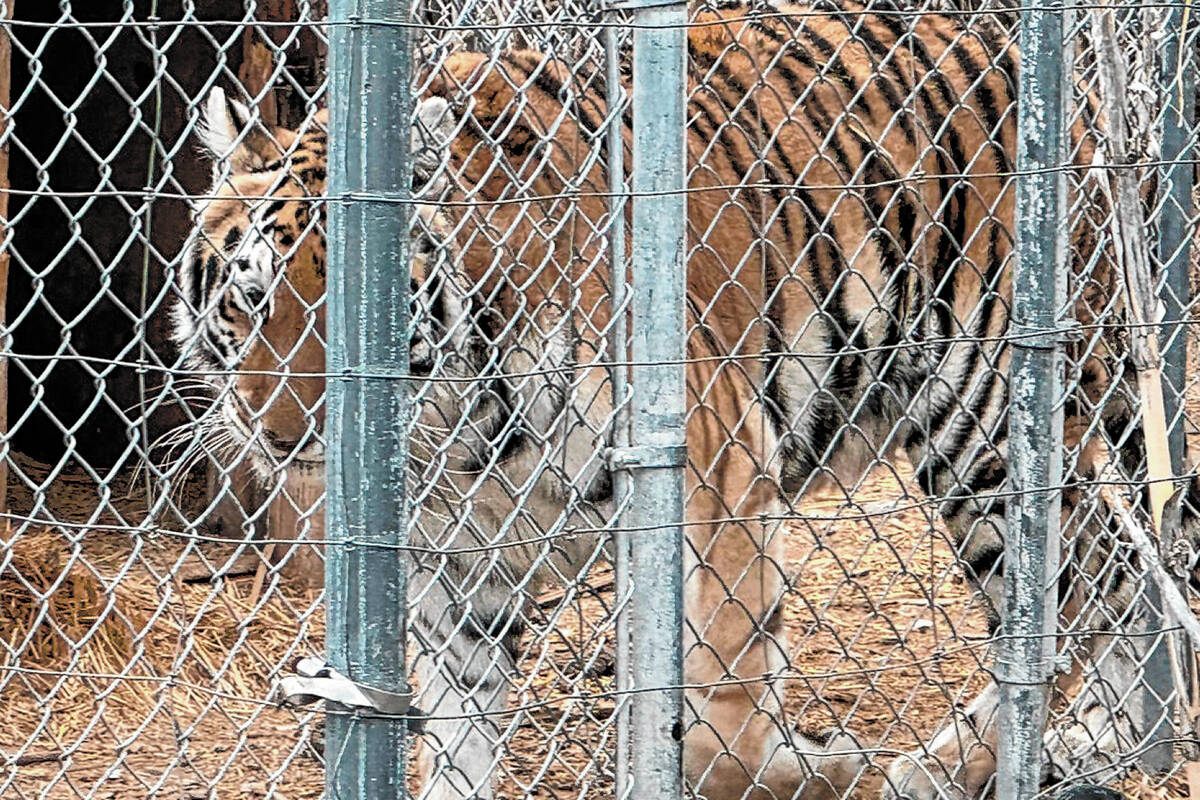 This is one of seven tigers seized Wednesday, April 2, 2025 in Pahrump. (Nye County Sheriff's O ...
