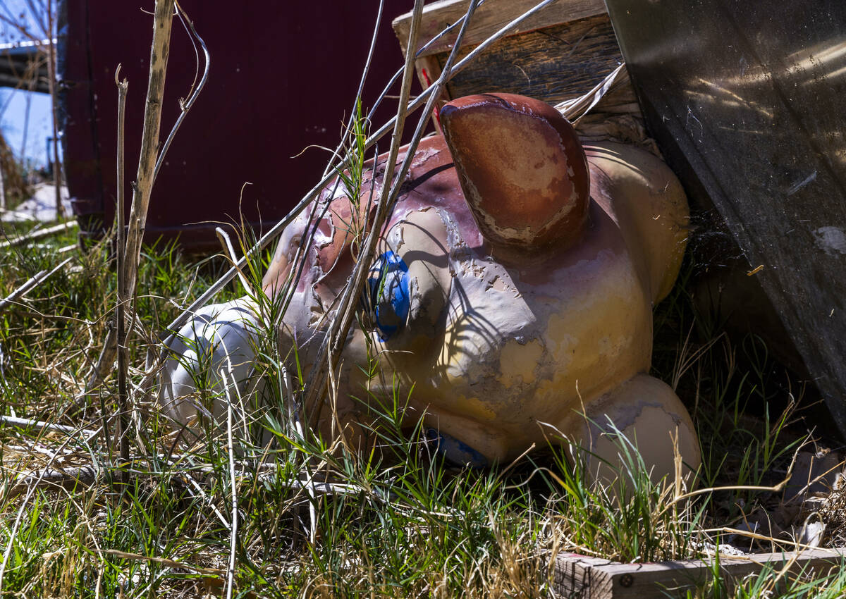 An old roping cow's head near a storage shed about the Bundy Ranch on Saturday, April 5, 2025, ...