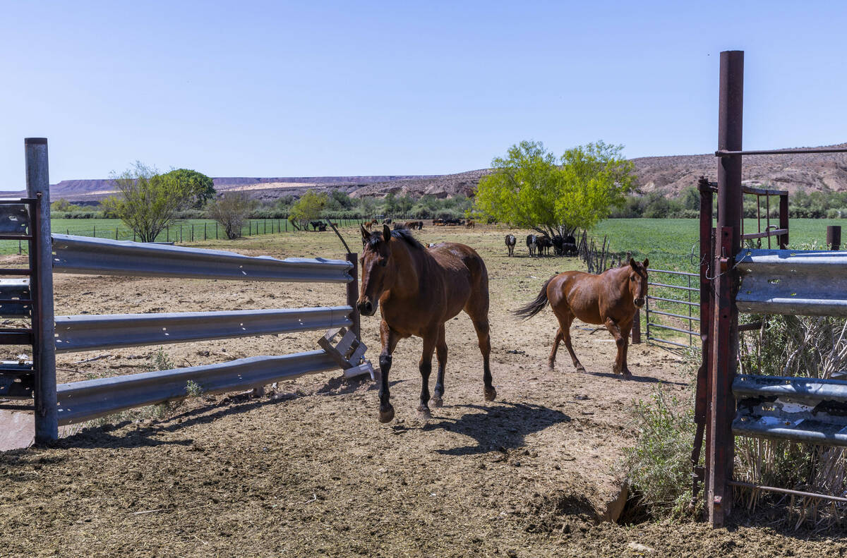 Some of the horses and cattle about a pasture in the Bundy Ranch on Saturday, April 5, 2025, in ...