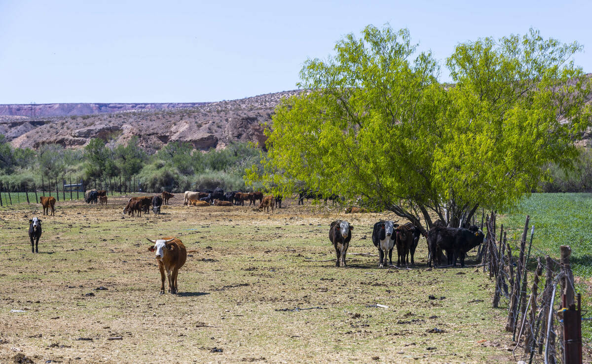 Cattle graze and gather on a pasture at the Bundy Ranch on Saturday, April 5, 2025, in Bunkervi ...
