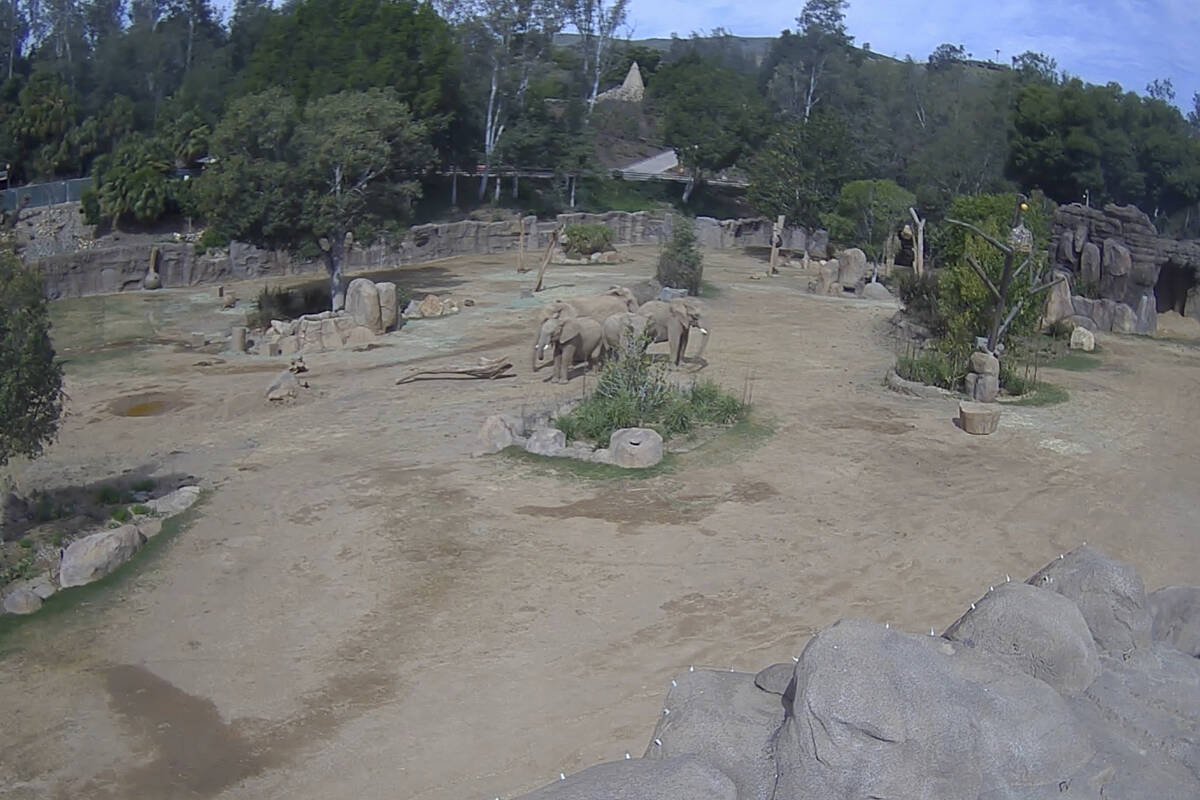 This image taken from video released by the San Diego Zoo Wildlife Alliance shows a herd of ele ...