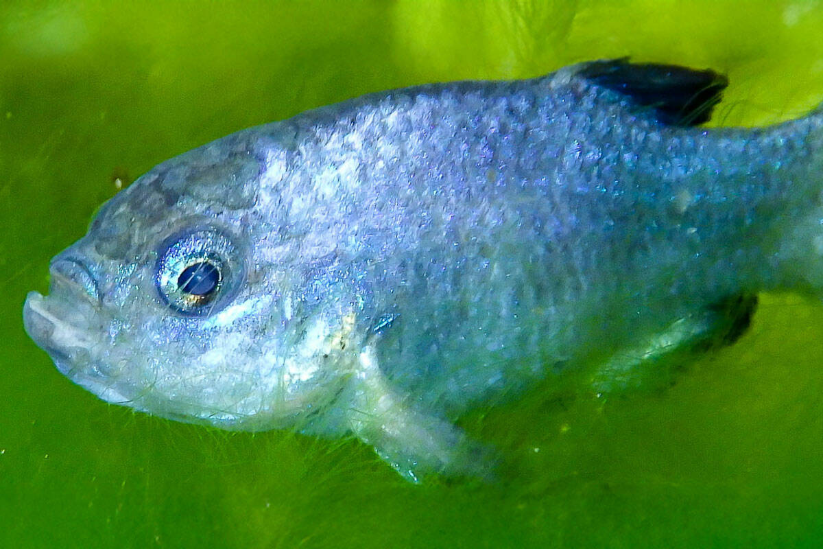 Devils Hole pupfish in the Ash Meadows Fish Conservation Facility. (USFWS/Olin Feuerbacher)