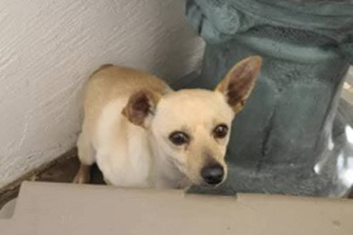 In a provided photo, a Chihuahua that was rescued from a dumpster sits in the patio area of Hor ...