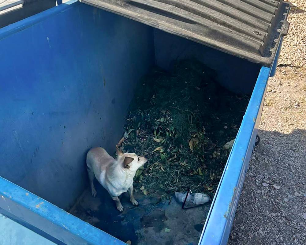 In a provided photo, a Chihuahua is seen after it was discarded in a dumpster. (Vegas Pet Rescu ...