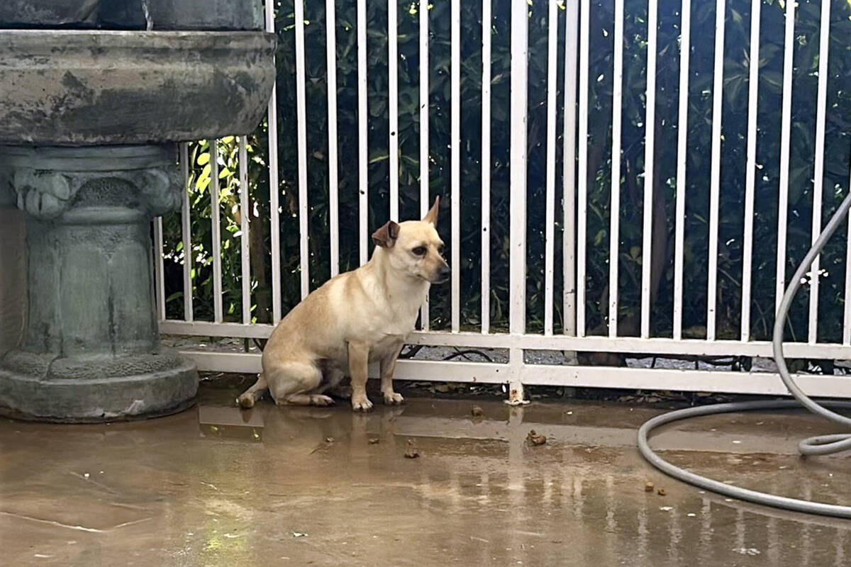 In a provided photo, a Chihuahua that was rescued from a dumpster sits in the patio area of Hor ...