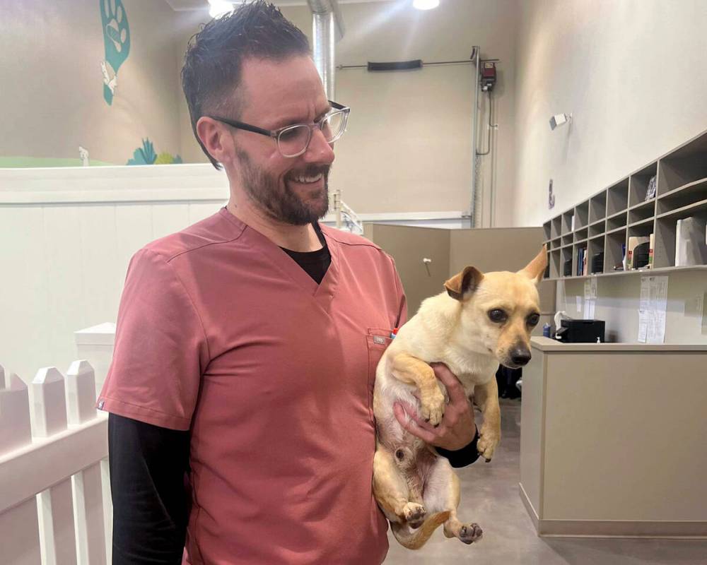 In a provided photo, an employee at Horizon Bridge Animal Hospital holds a Chihuahua that was r ...