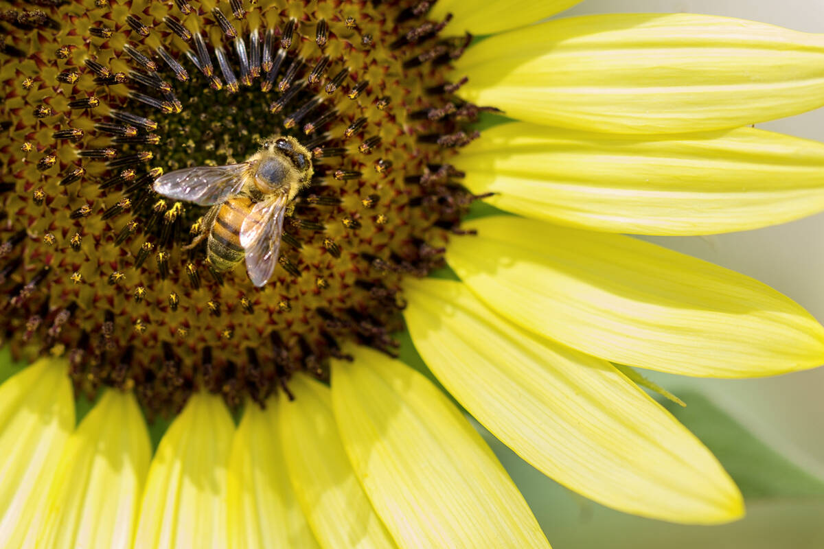 A bee collects pollen from a sunflower in Henderson on Friday, June 15, 2018. (Las Vegas Review ...