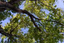 A blue sky is seen through the branches of a tree along Green Valley Parkway on July 20, 2023, ...