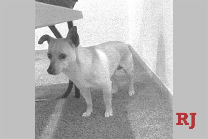 Marley, a three-year-old Chihuahua mix, pictured and listed as a victim of animal cruelty in an ...