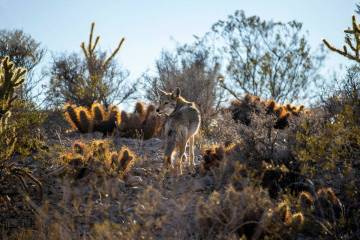 A coyote is seen at Avi Kwa Ame National Monument site on March 1, 2022, in Las Vegas. (L.E. Ba ...