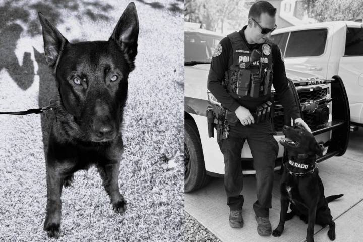 A 2-year-old K9 officer with the Henderson Police Department has died, the agency announced in ...