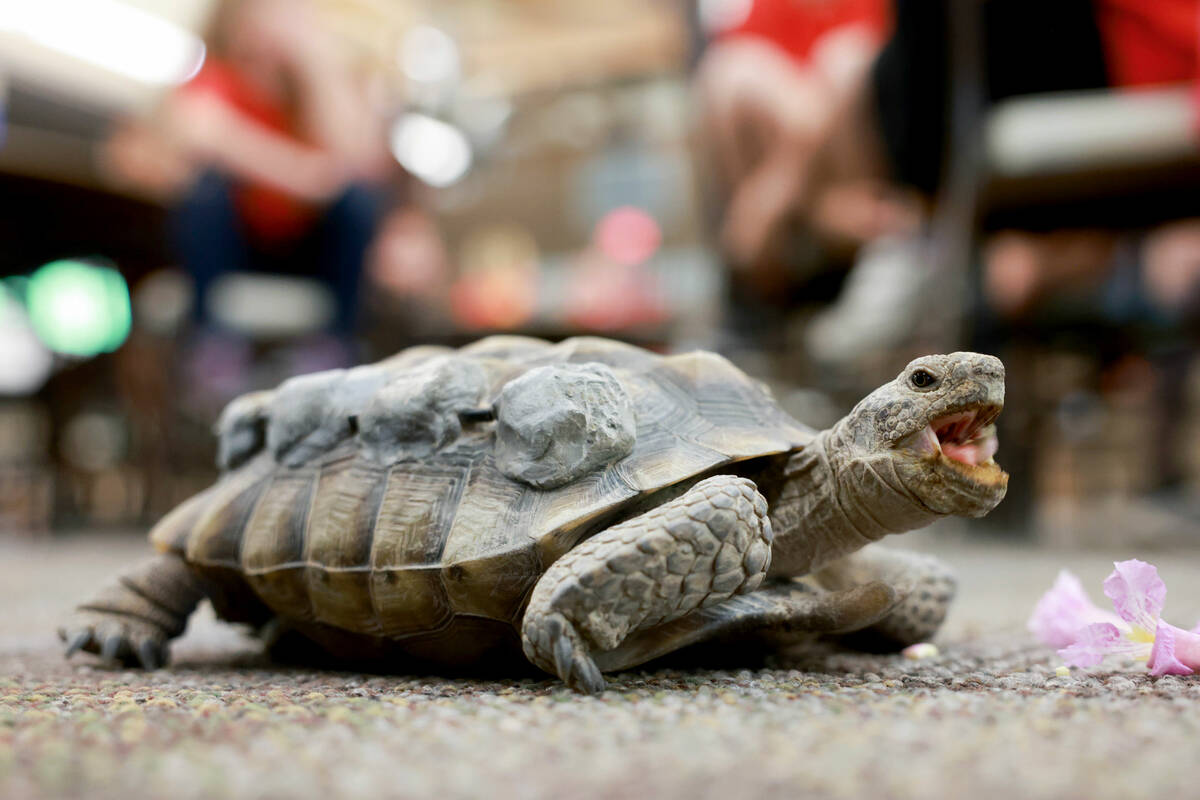 Goldfarb Elementary School students check out Mojave Max during a field trip at the Springs Pre ...