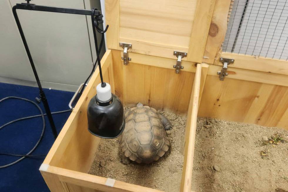 Carson, a tortoise living at the Governor's Mansion in Carson City, sits under a warming lamp o ...