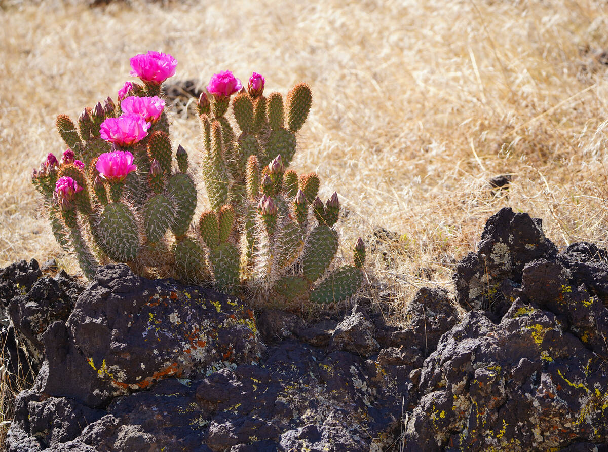 A prickly pear cactus blooms near lichen-spotted lava in Snow Canyon State Park in Southern Uta ...