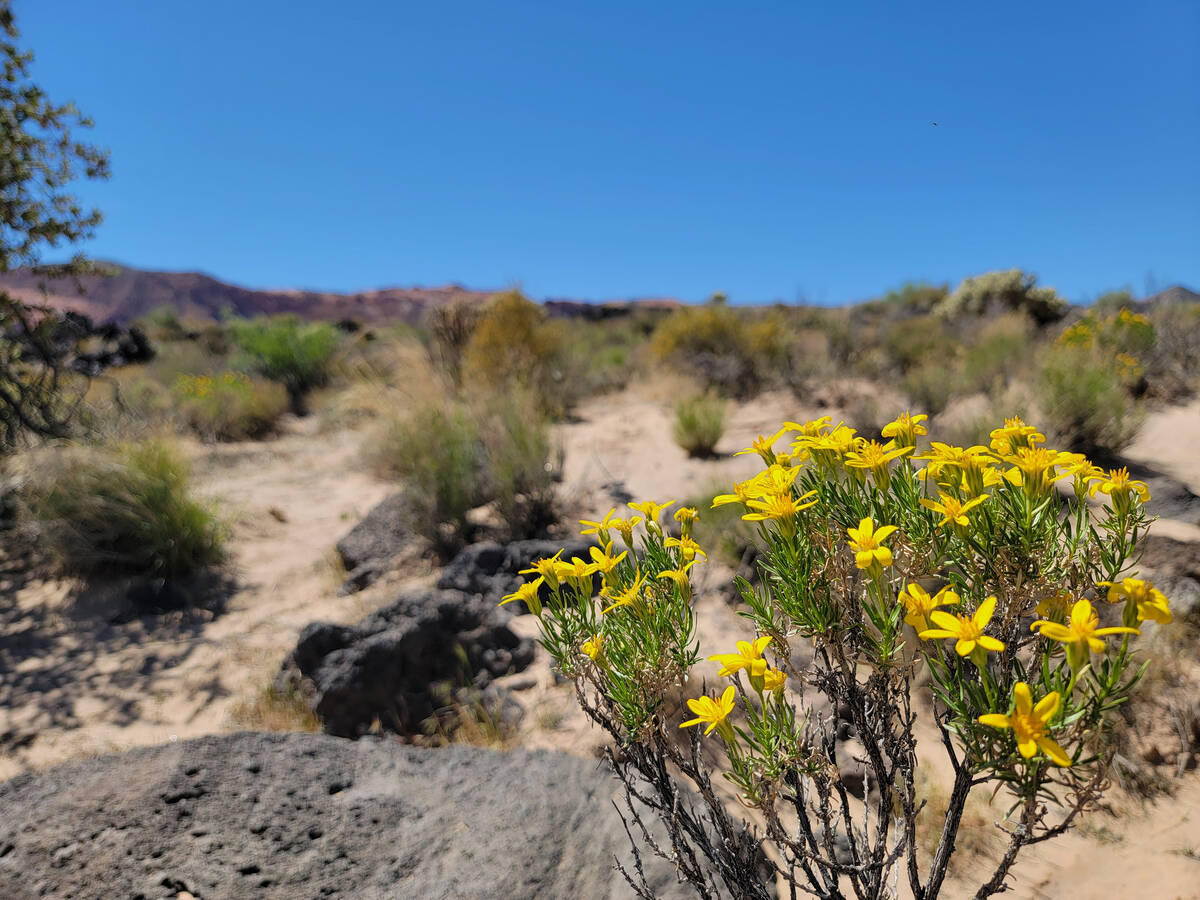 Wildflowers and blooming cactus will continue adding color in May to the desert floor of Snow C ...